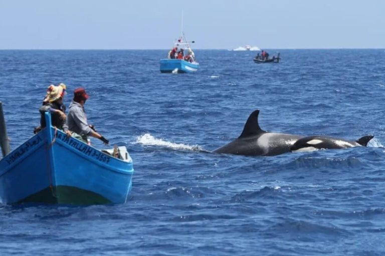 Comportamiento agresivo de las orcas genera preocupación entre los pescadores de la costa norte