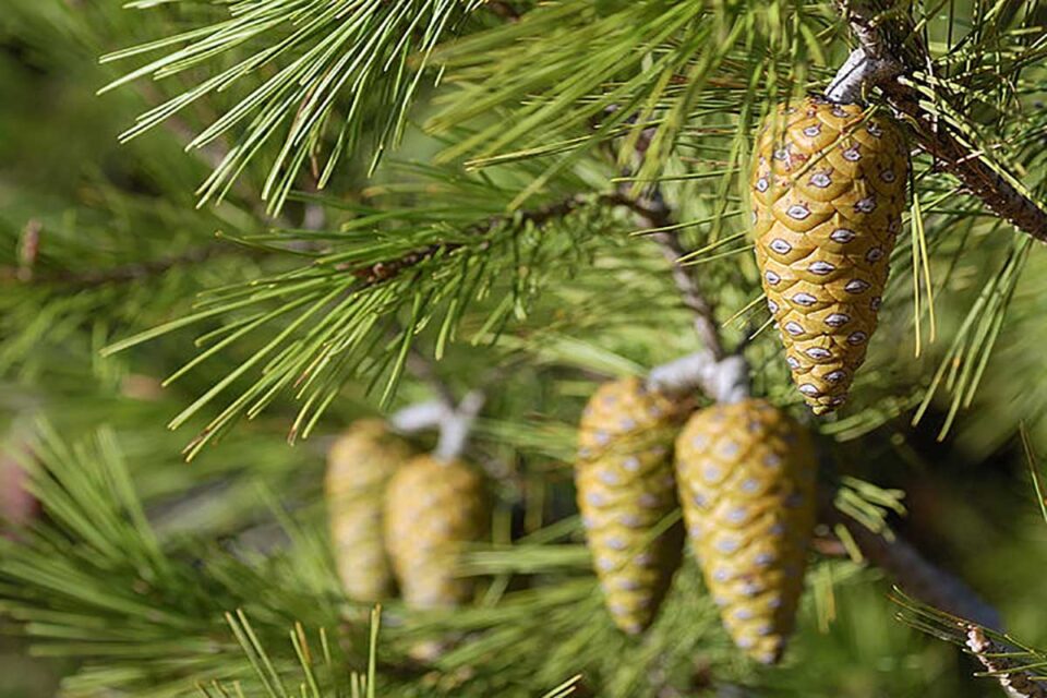 L’ANEF saisit la justice après la coupe illégale de 36 arbres de pin d’Alep