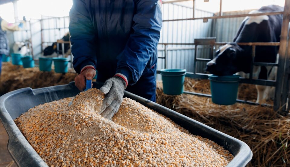 Le Maroc suspend les importations de céréales fourragères de l’Allemagne