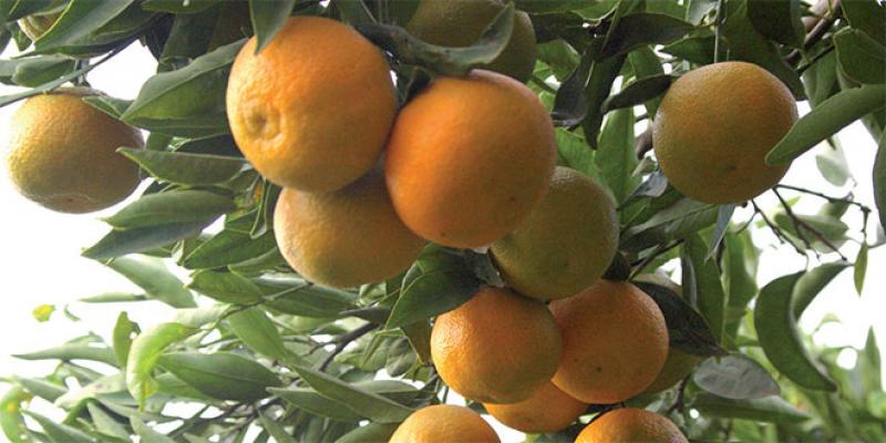 Périmètre de la Moulouya : La production prévisionnelle d’agrumes évaluée à plus de 192.000 tonnes