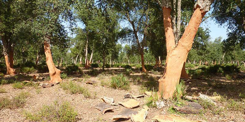 Boulaouane : L’ANEF enquête sur la coupe illégale de pins