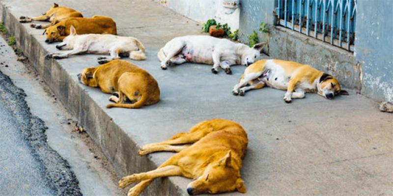 CDM 2030 : Alerte contre l’abattage des chiens errants au Maroc