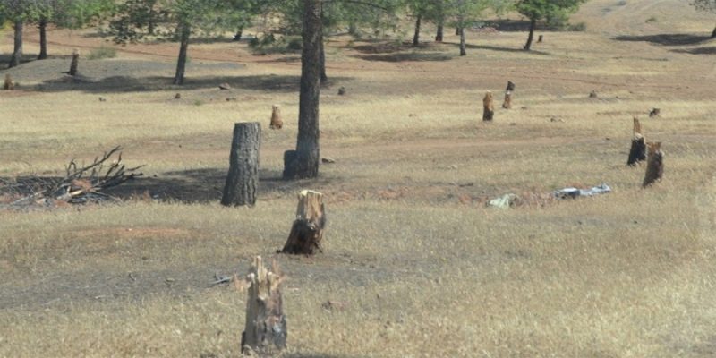 Patrimoine forestier : Enquête judiciaire suite à des coupes illégales