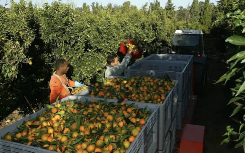 Dans le Tarn-et-Garonne, des Marocains exploités