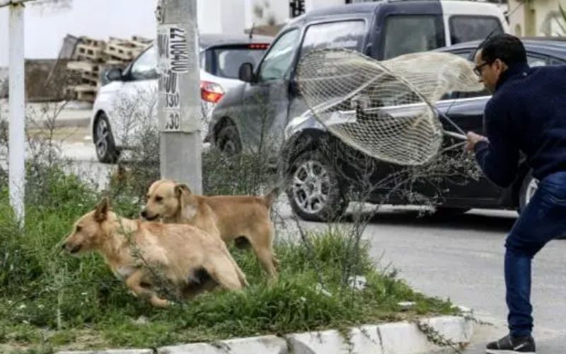 Le Maroc accusé d’exterminer des millions de chiens errants