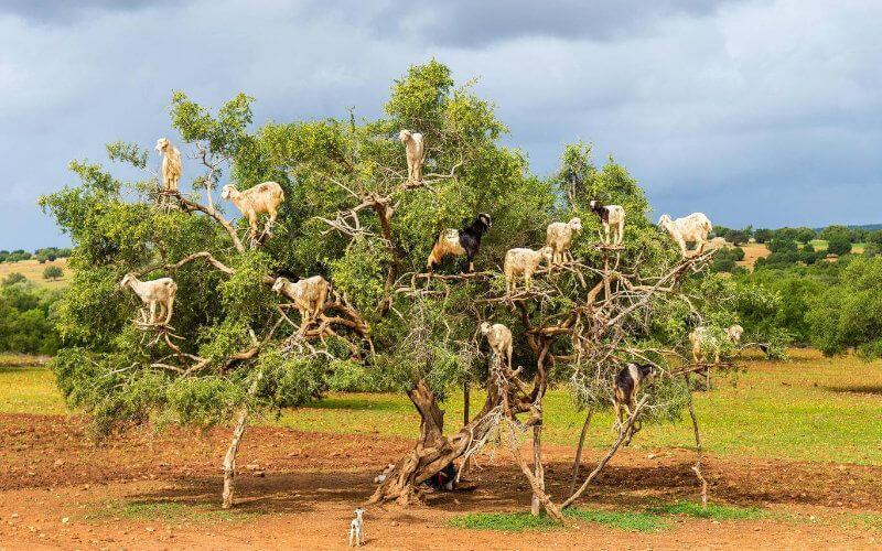 Quand l’Algérie tente d’apprivoiser l’arbre emblématique du Maroc