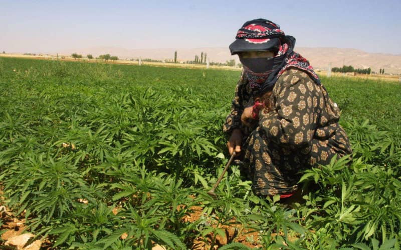 Production légale du cannabis : le Maroc veut sévir