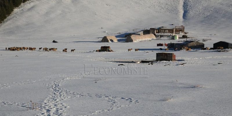 Atténuation des effets de la vvague de froid : Plus de 48.000 personnes ciblées à Al Haouz