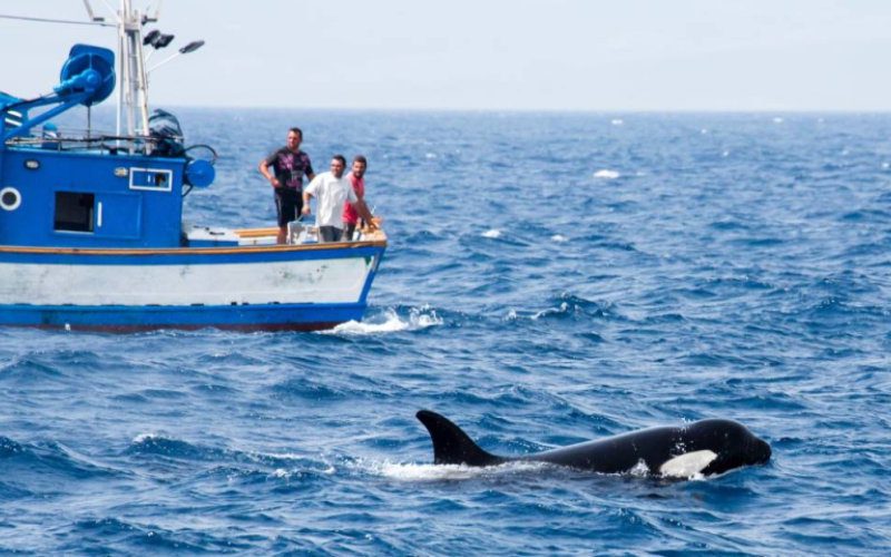 Des pêcheurs marocains attaqués par des orques