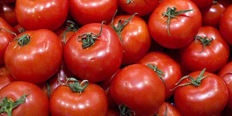 Espagne : Action judiciaire en vue contre des importateurs de tomates marocaines