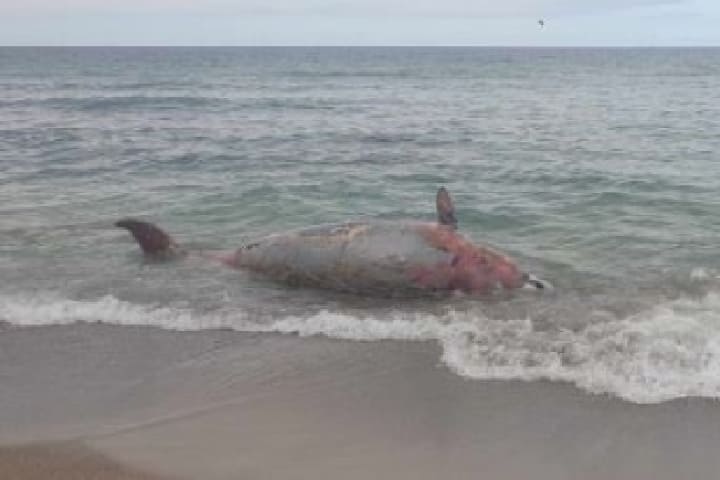 La mer prononce une baleine morte pesant plus de deux tonnes sur la plage des « épines » à Al Hoceima