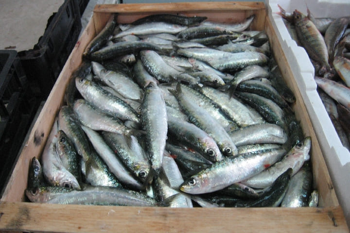 Les prix élevés des sardines au Maroc avant le mois du Ramadan