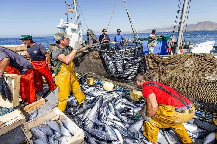 Les ports méditerranéens assistent à une reprise remarquable au début de l'année avec une augmentation des quantités de chasse