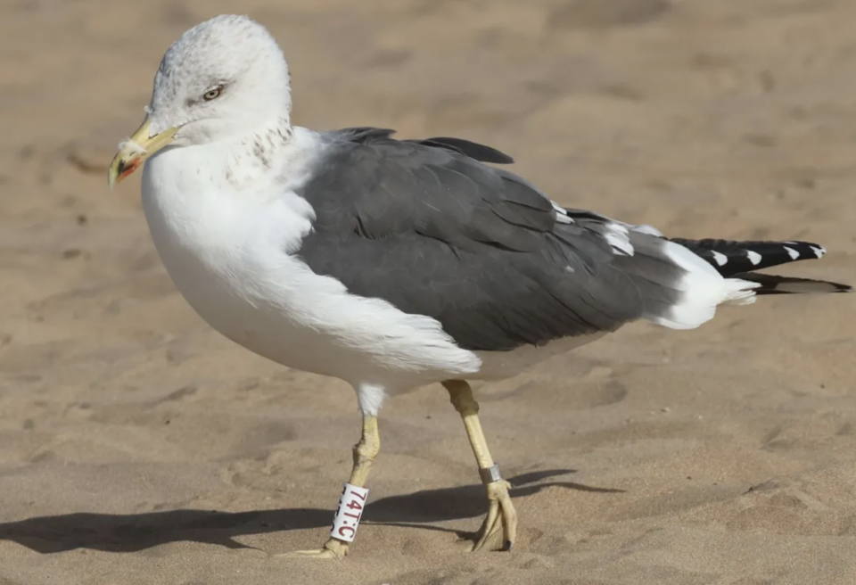 Une mouette secourue d’une poubelle en Écosse aperçue sur une plage marocaine