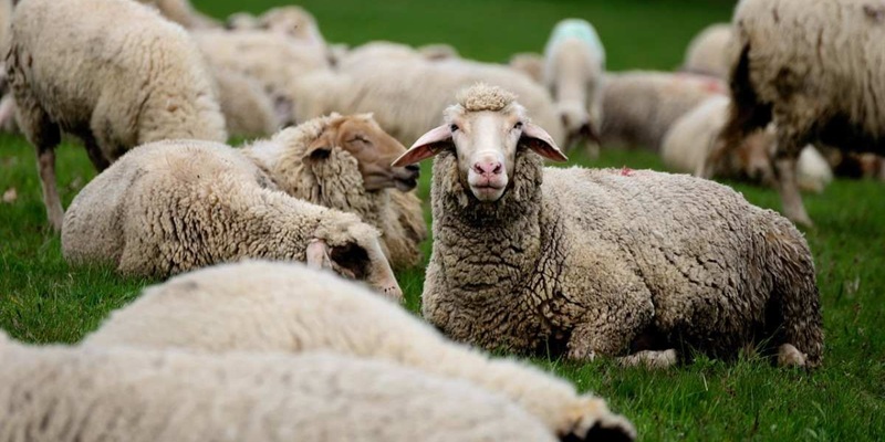 Aïd Al Adha : 100.000 moutons australiens au Maroc