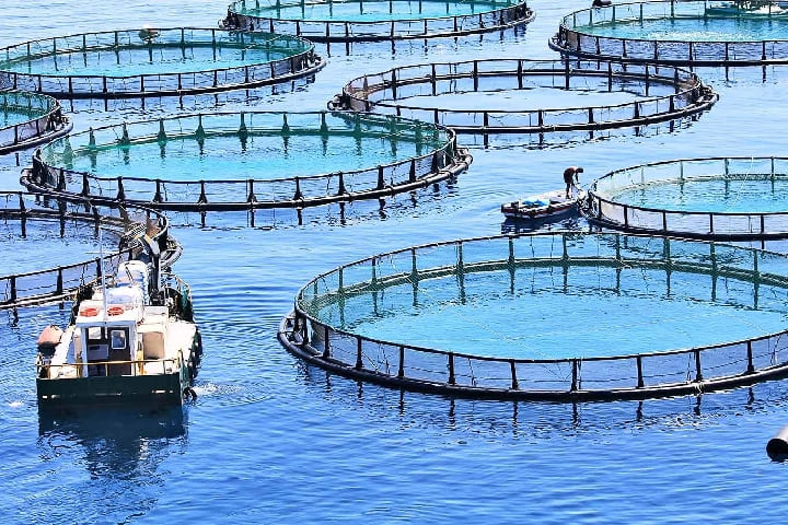 Le Maroc est un modèle pionnier de l’aquaculture durable et de la sécurité alimentaire