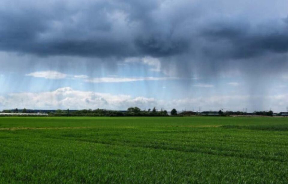 Les dernières pluies relancent l’optimisme dans le cœur des agriculteurs de l’Est.