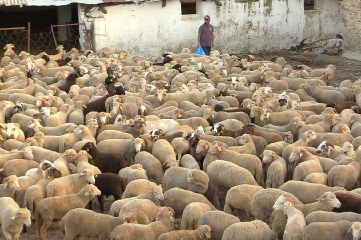 La décision du Maroc d’annuler le rituel du sacrifice confond le marché de l’élevage espagnol