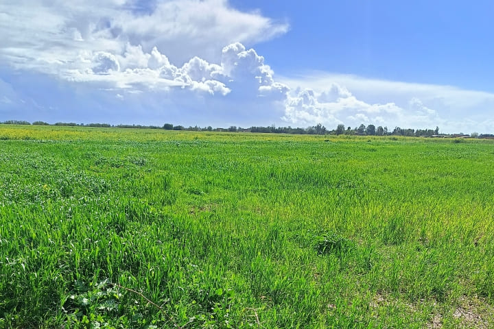 Le retour de la pluie rafraîchit les espoirs des agriculteurs occidentaux après une sécheresse sévère