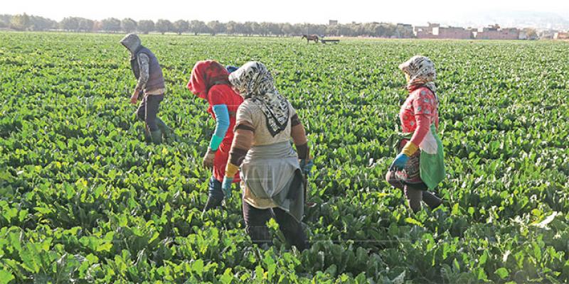 Région TTAH: 1,26 milliard de DH pour moderniser le secteur agricole