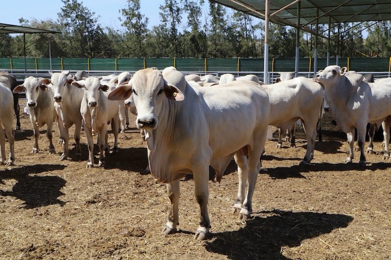 Le Paraguay envisage d’exporter du bétail vers le Maroc