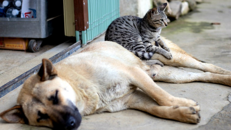 Un quinquagénaire accusé de torture et consommation de chats