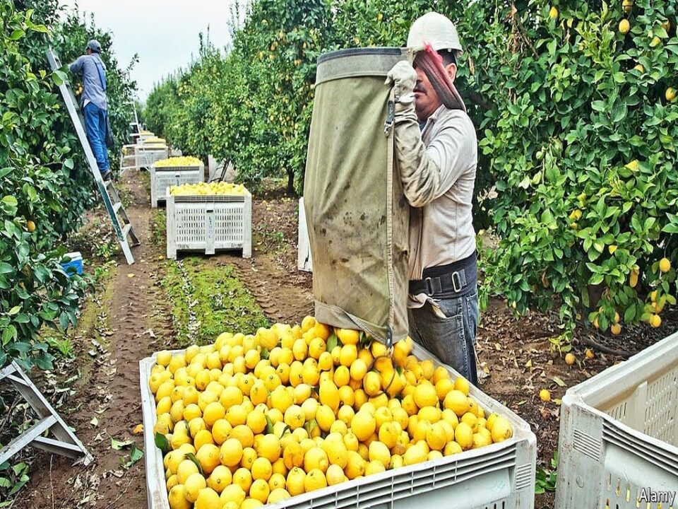 Un ressortissant marocain arrêté pour exploitation de travailleurs agricoles