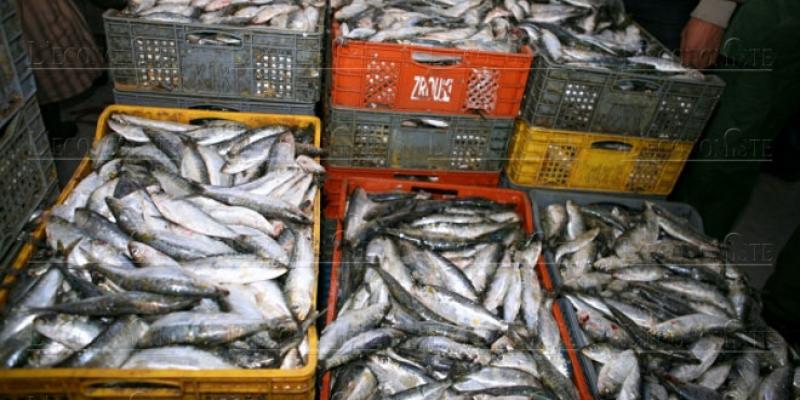 Ramadan : Hausse de l’offre en poisson au marché de gros de Casablanca