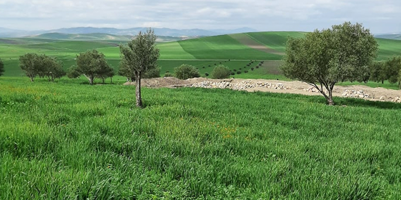 Fès-Agriculture: Les dernières pluies sont très bénéfiques