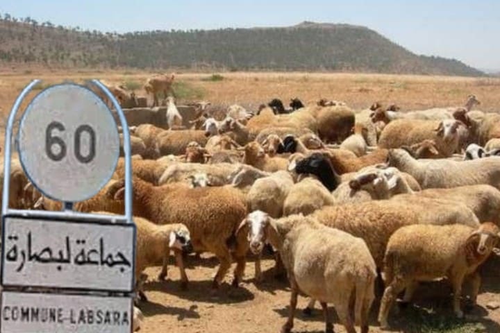Des chiens errants attaquent un troupeau de moutons et provoquent la mort d’un certain nombre de têtes avec un groupe de visionnaires