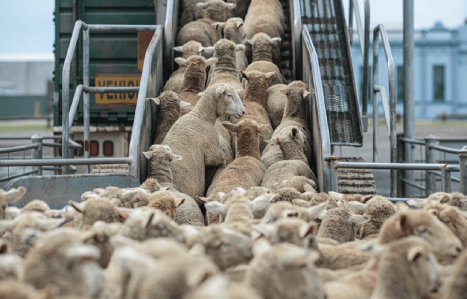 Demande de constituer une tâche exploratoire pour enquêter sur l’importation du bétail et de la viande