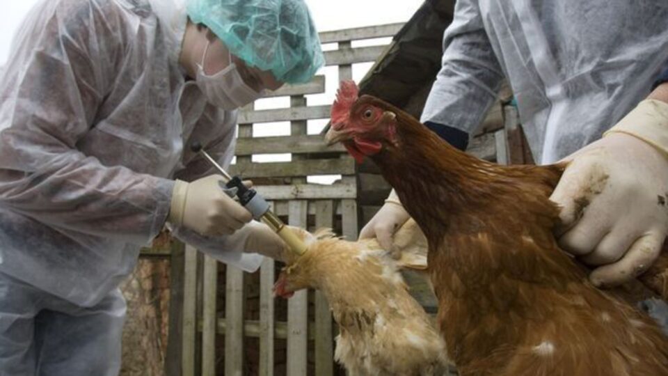 Grippe aviaire : 1er cas humain au Mexique