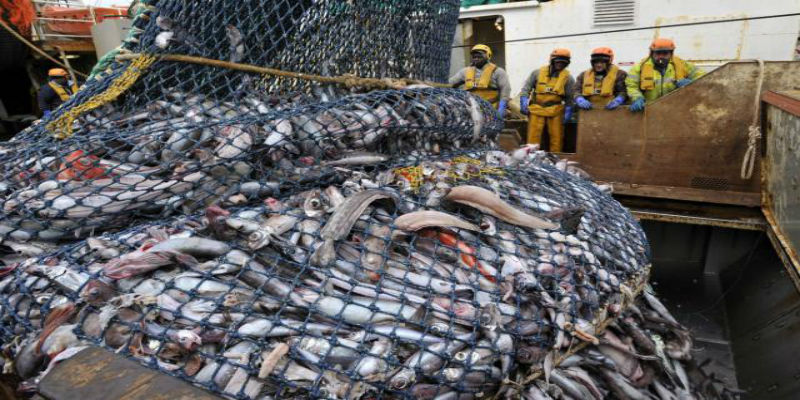 Pêche : Baisse des captures, hausse de la valeur