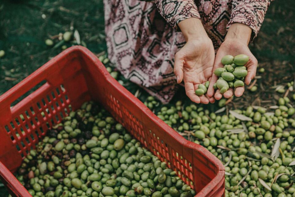 Alwana, un procédé de torréfaction et d’extraction d’huile d’olive par les femmes