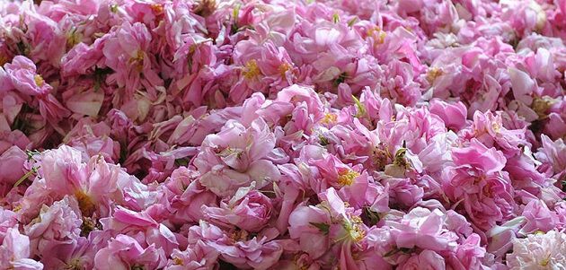 Maroc : Une production prévisionnelle de 4 800 tonnes de rose à parfum