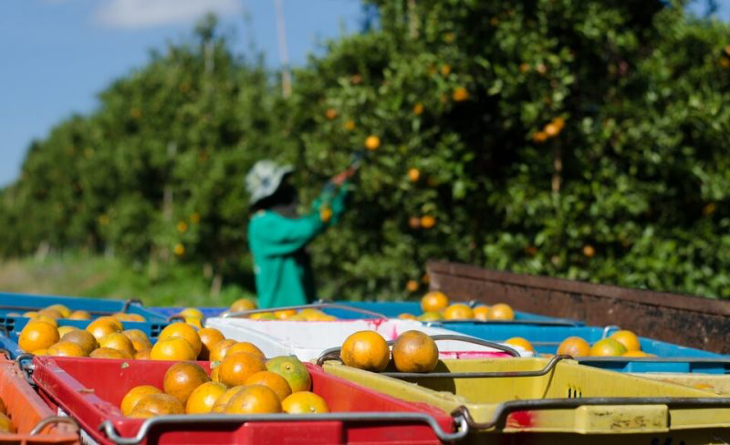 La filière agrumicole au Maroc face aux défis climatiques
