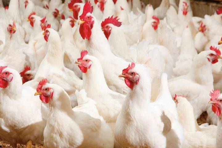 Après avoir battu des chiffres record l’été dernier, les professionnels s’attendent à une baisse du prix du poulet