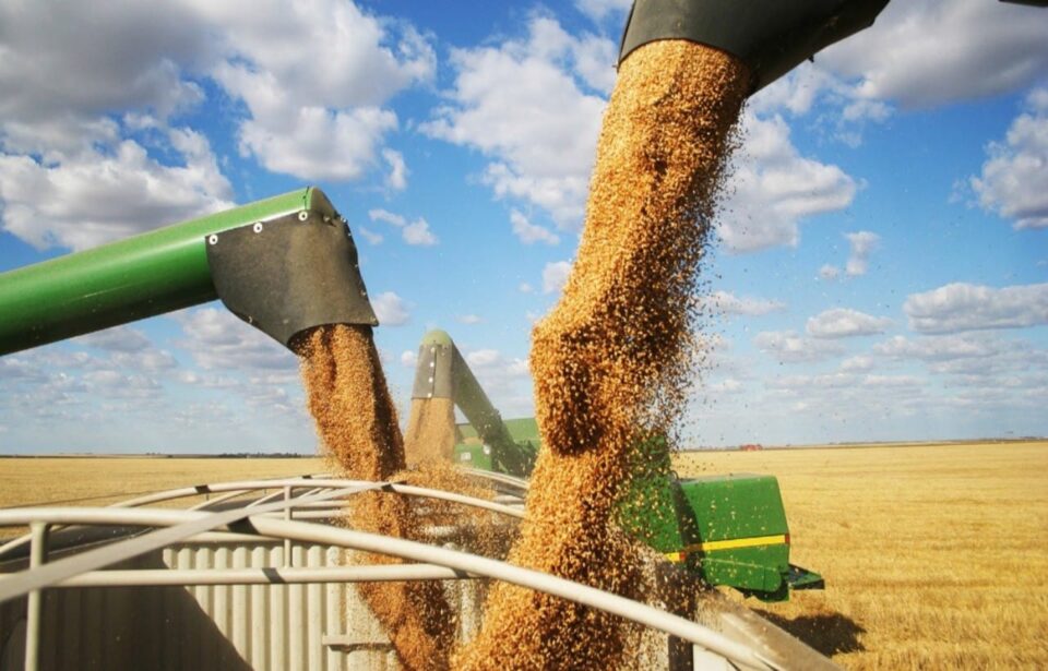 Attentes pour enregistrer une augmentation importante de la récolte de céréales cette saison