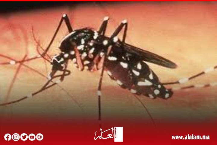 Les moustiques envahissent Al -Hoceima au milieu du silence des autorités compétentes