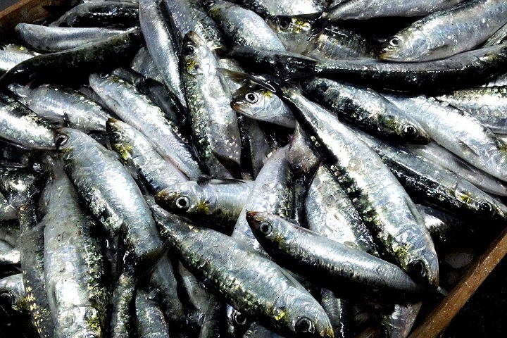 Une enquête sur les pratiques contraires s'est ouverte sur le marché de l'offre industrielle des sardines