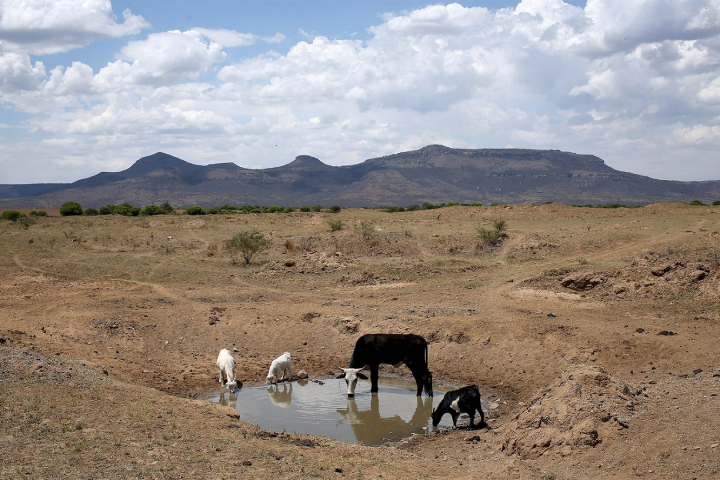 Un rapport mondial met en garde contre la fragilité de la sécurité alimentaire en Afrique du Nord