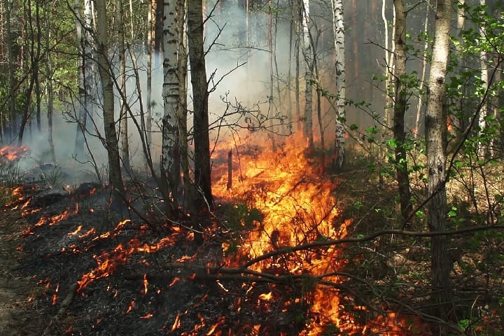 Arrêtez-vous impliqué dans le déclenchement d’un incendie dans la forêt de Hawara à Tanger