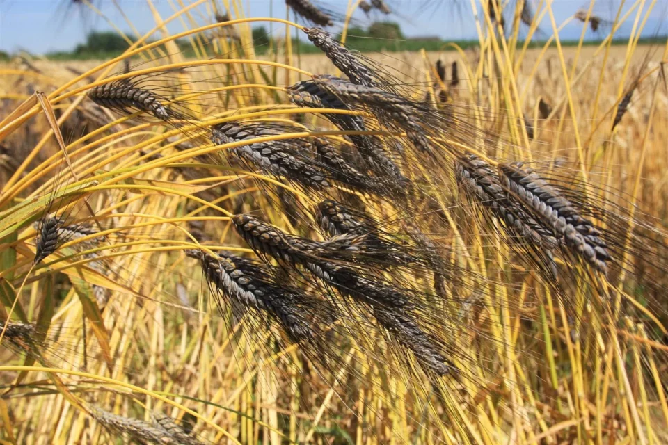 Des graines plus résistantes à la sécheresse