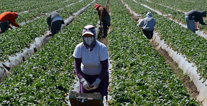 Un syndicat de saisonnières marocaines à Huelva voit le jour