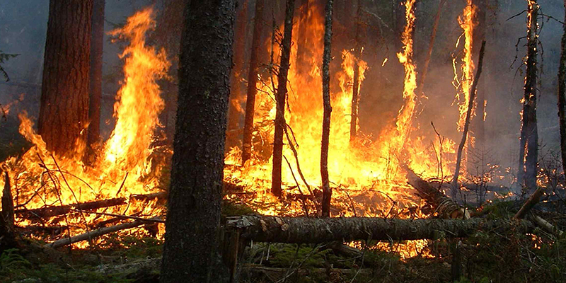 Forêt de Houara : arrestation d’un individu soupçonné d’incendie volontaire