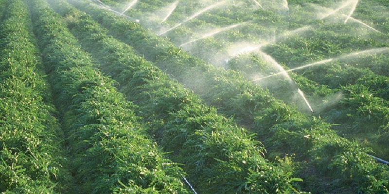 Tanger : Économie d’eau en irrigation au cœur des priorités agricoles