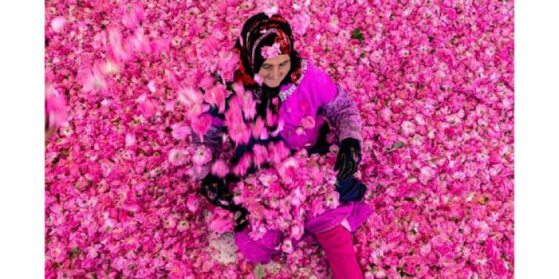 Rose à parfum : Forte hausse de la production pour la campagne 2024-2025