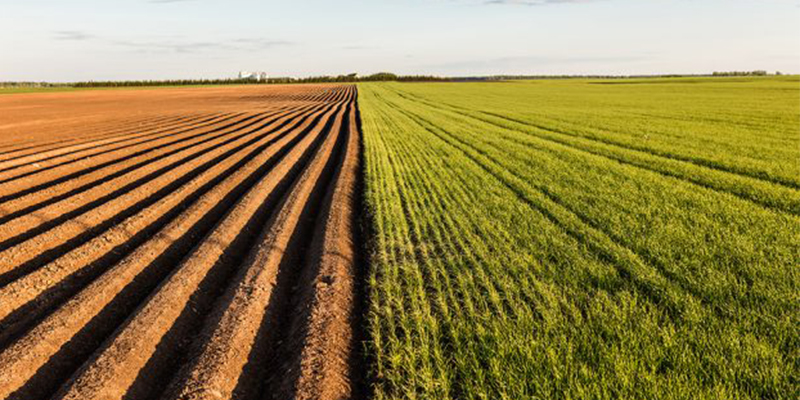 Productivité agricole : L’INRA et Syngenta dévoilent les résultats des essais