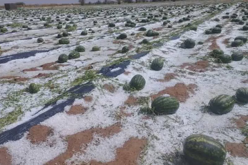 Zagora en proie à des orages qui ont eu raison des cultures de pastèque