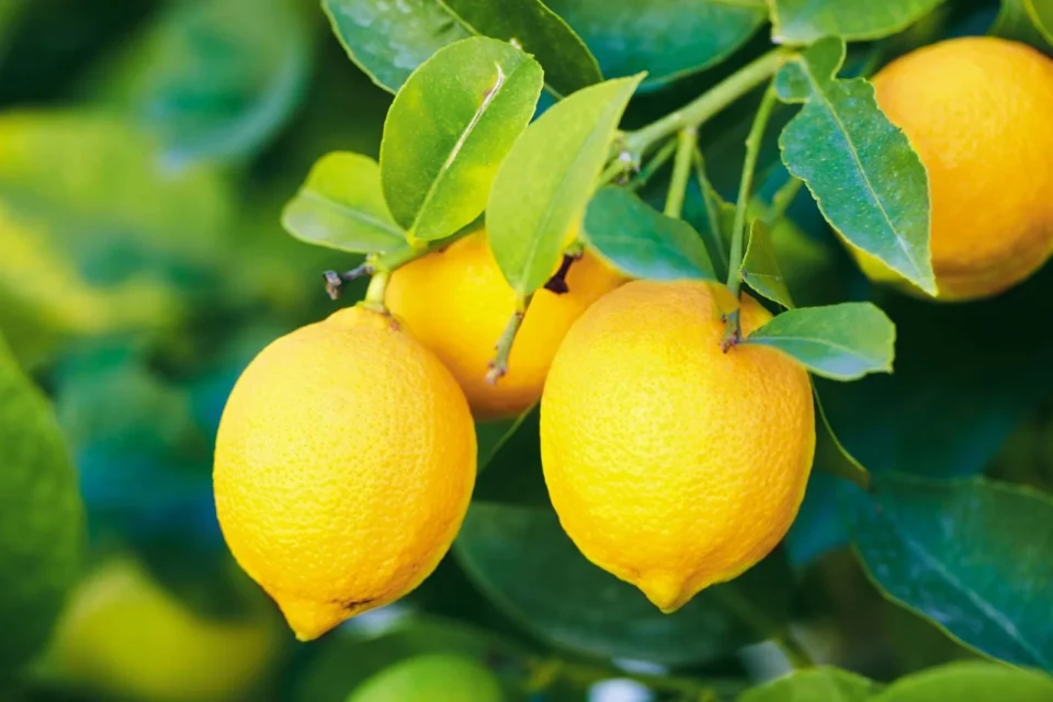 Les exportations de citrons rebondissent après quatre ans de déclin
